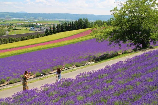 Furano & Biei Hills in Hokkaido, Japan