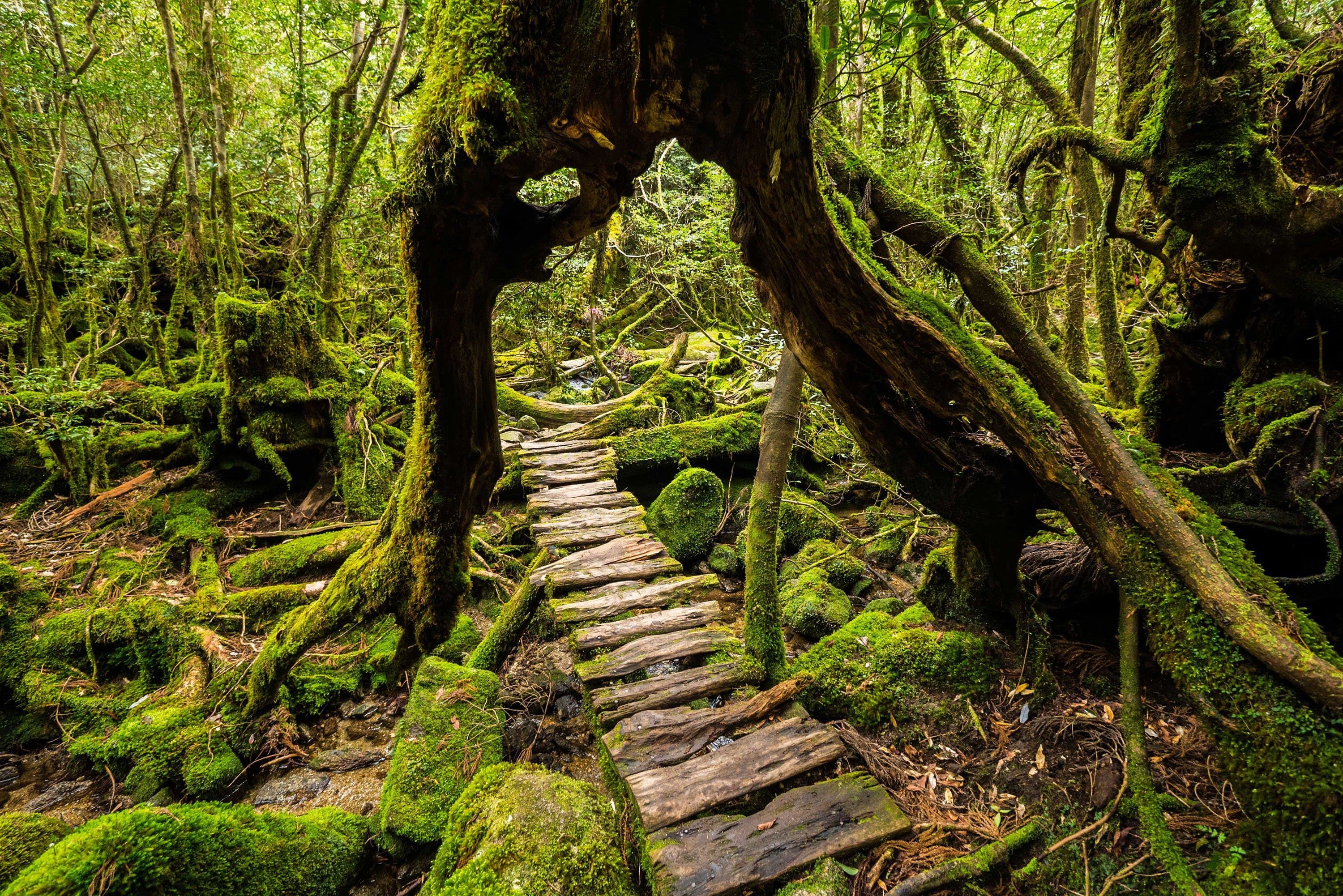 Yakushima Island in Kagoshima, Japan
