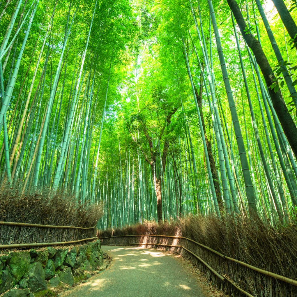 Arashiyama Bamboo Grove in Kyoto, Japan